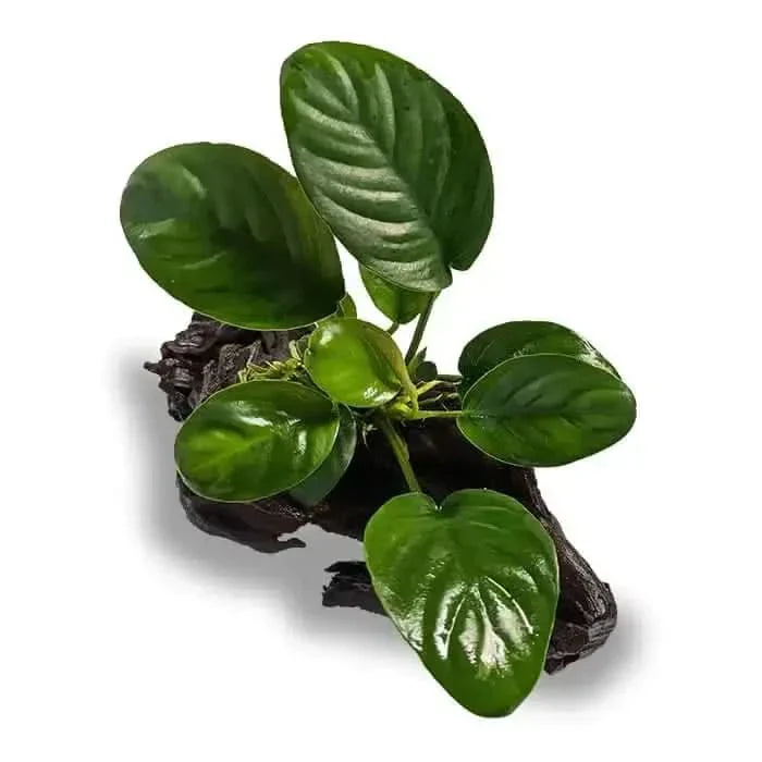 Aquatic plant on driftwood.