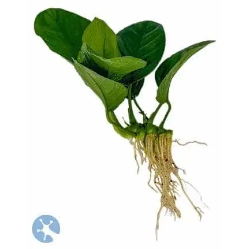 Aquatic plant with green leaves and exposed roots.