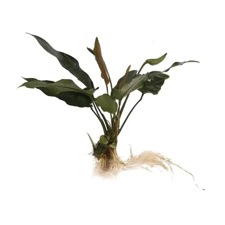 Aquatic plant with roots.