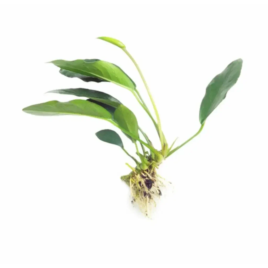 Aquatic plant with roots.