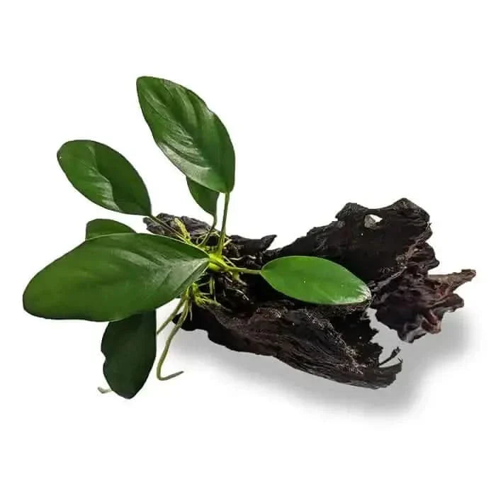 Aquatic plant on driftwood.