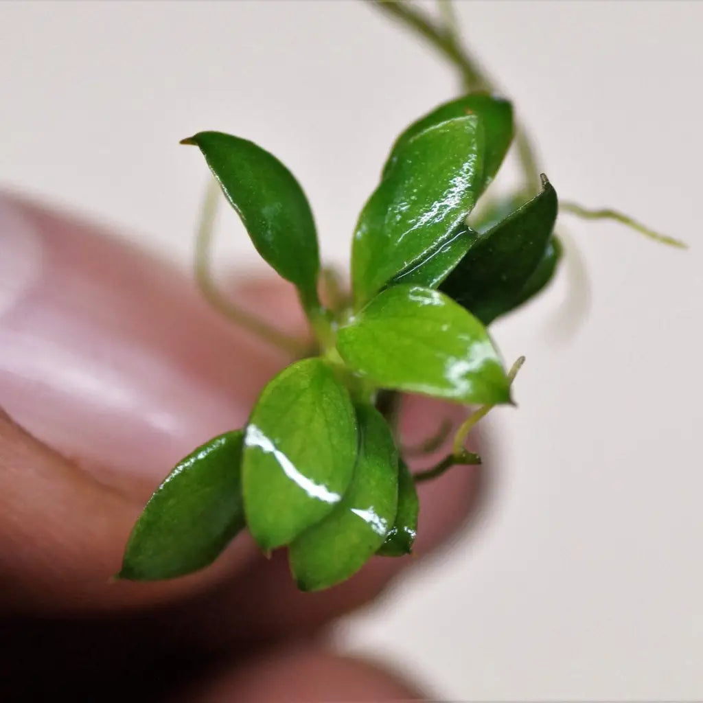 A vibrant green aquatic plant with small, glossy leaves and visible roots.
