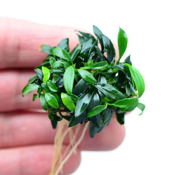 A vibrant green aquatic plant with small, glossy leaves and visible roots.