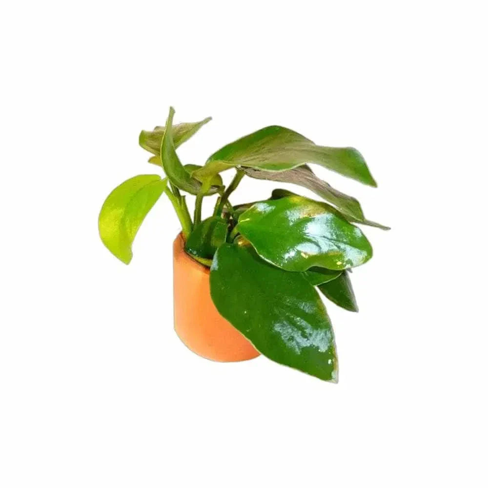 Potted green plant.