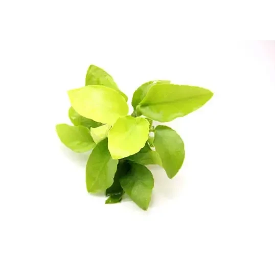 Cluster of green leaves.