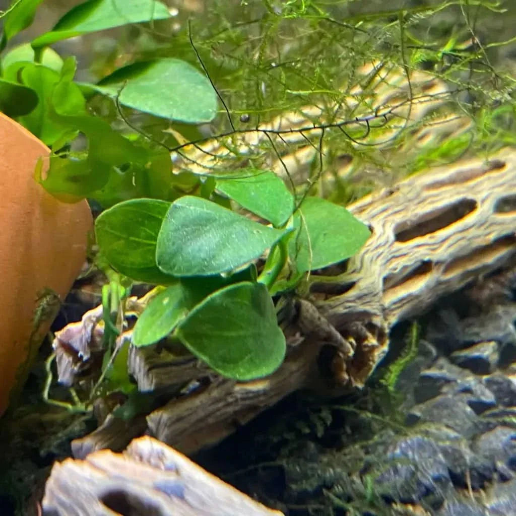 Aquatic plant with rounded green leaves.