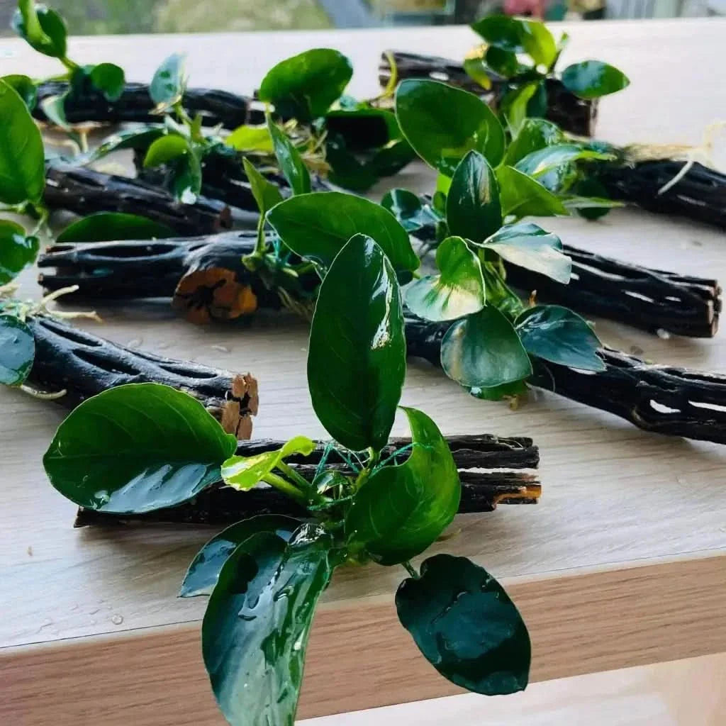 Anubias plants attached to wood.