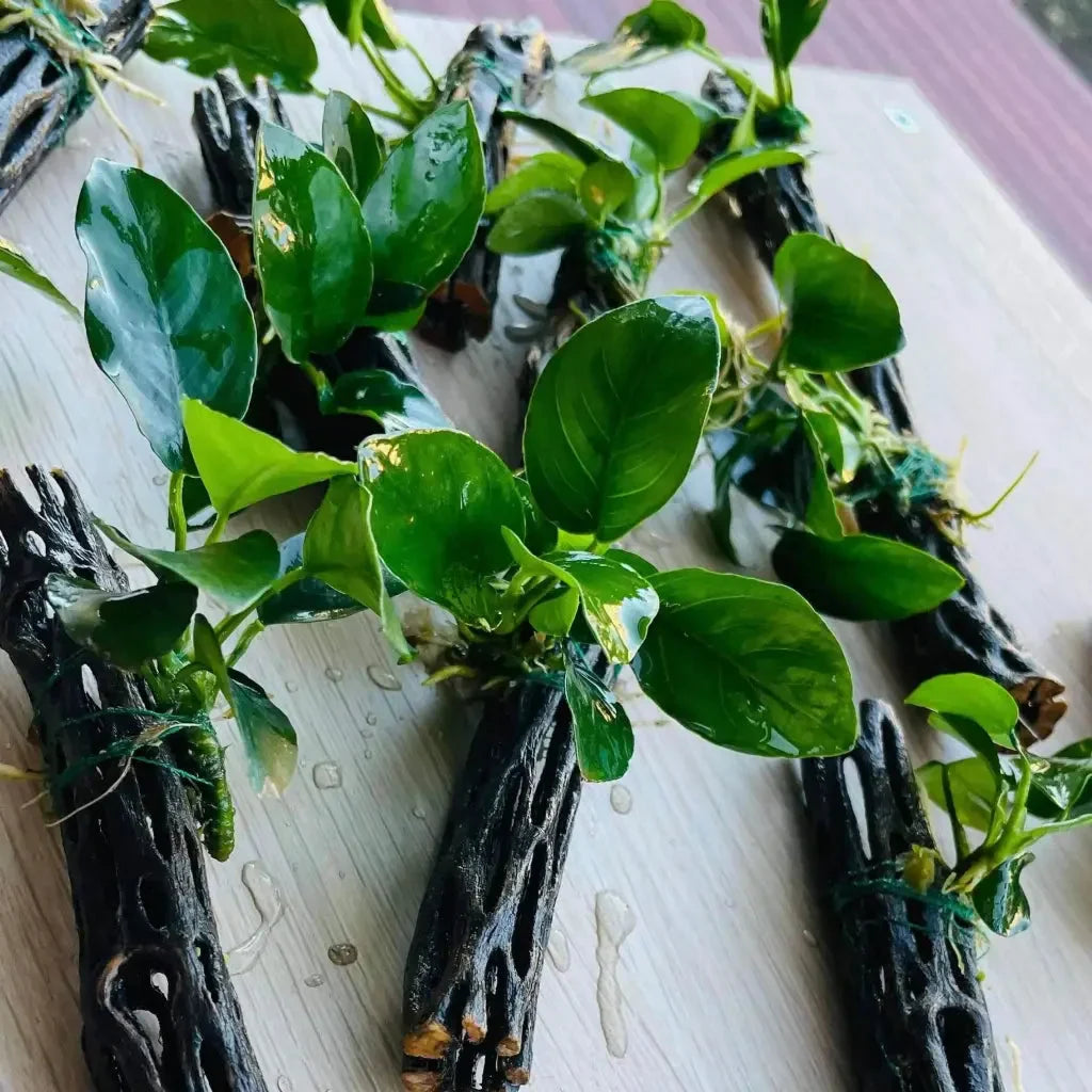 Anubias Nana On Chollawood