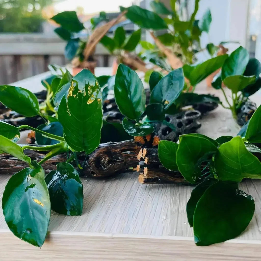Anubias Nana On Chollawood