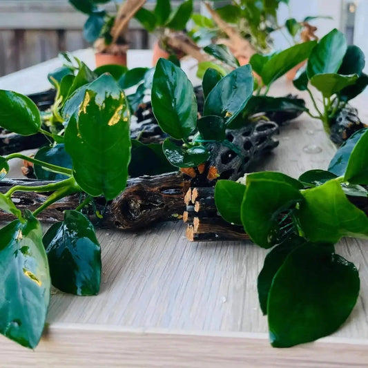 Anubias Nana On Chollawood