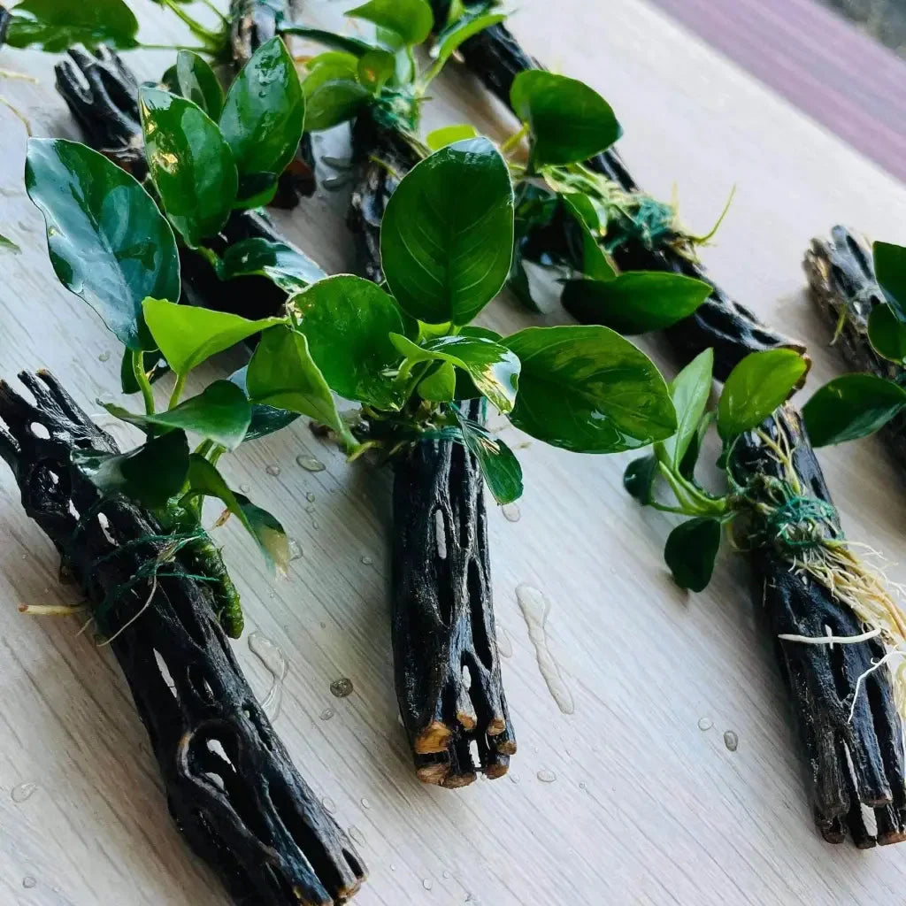 Anubias Nana On Chollawood