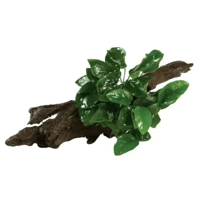 Aquarium decoration with green plant on driftwood.