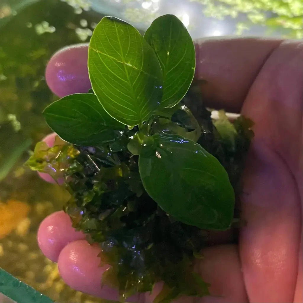 Anubias Nana On Smooth Lava Rock