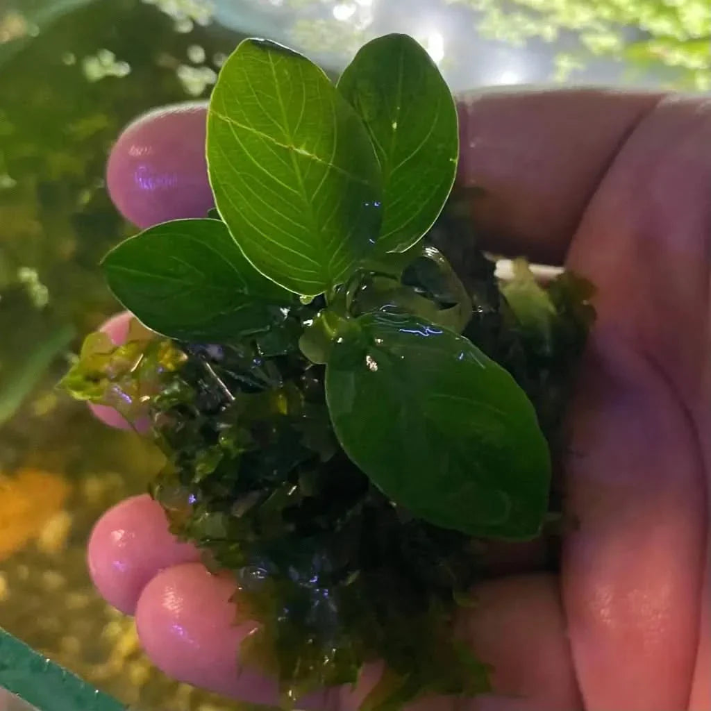 Aquatic plant with rounded leaves.