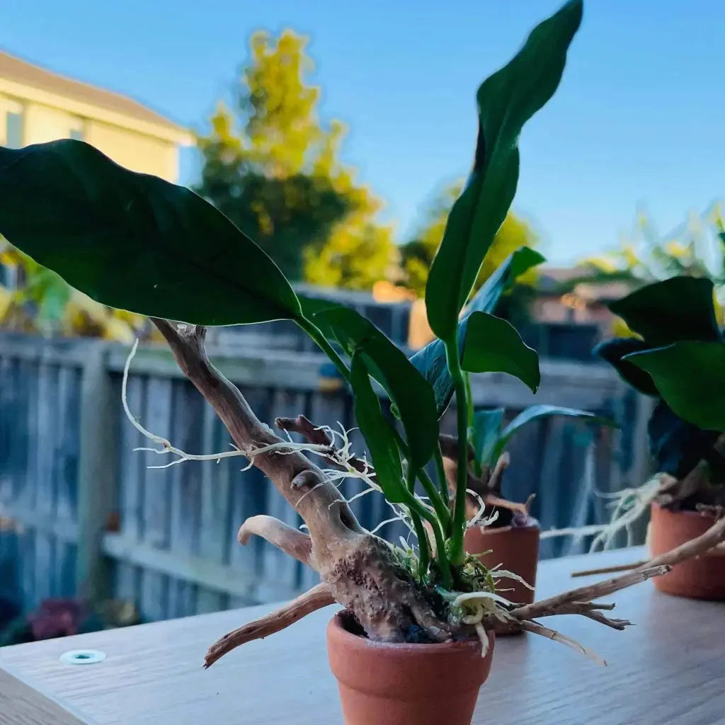 Anubias Nana On Spiderwood & Pot  ( Random Pot )