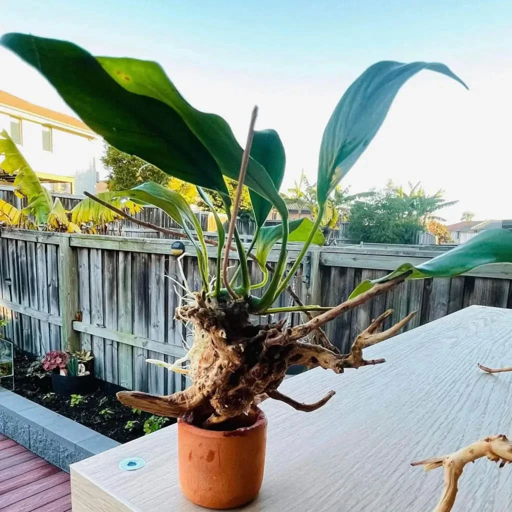 Potted plant with exposed roots.