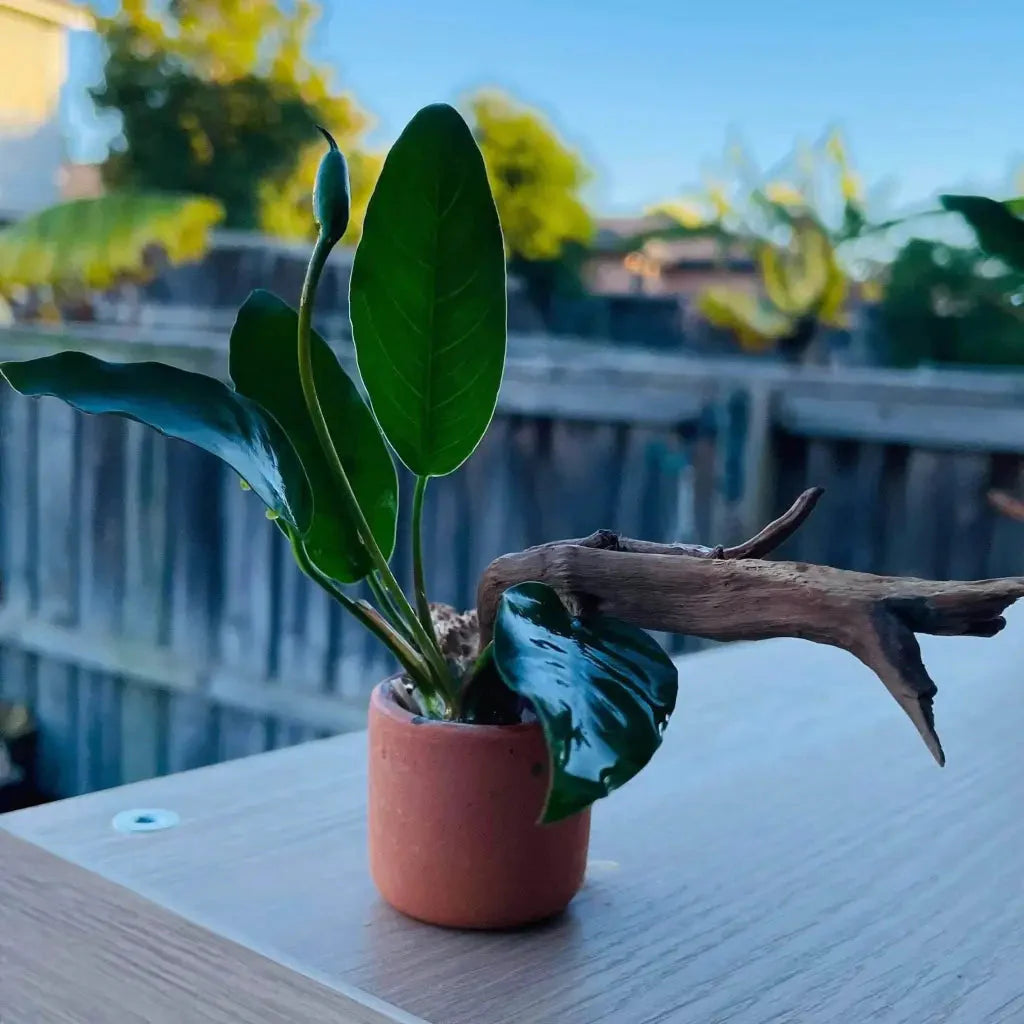 Anubias Nana On Spiderwood & Pot  ( Random Pot )