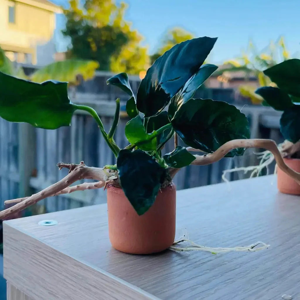 Anubias Nana On Spiderwood & Pot  ( Random Pot )