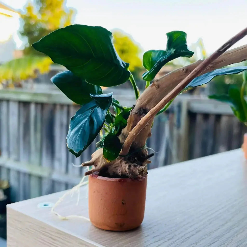 Anubias Nana On Spiderwood & Pot ( Random Pot )