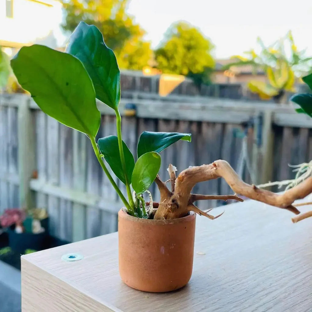 Anubias Nana On Spiderwood & Pot  ( Random Pot )