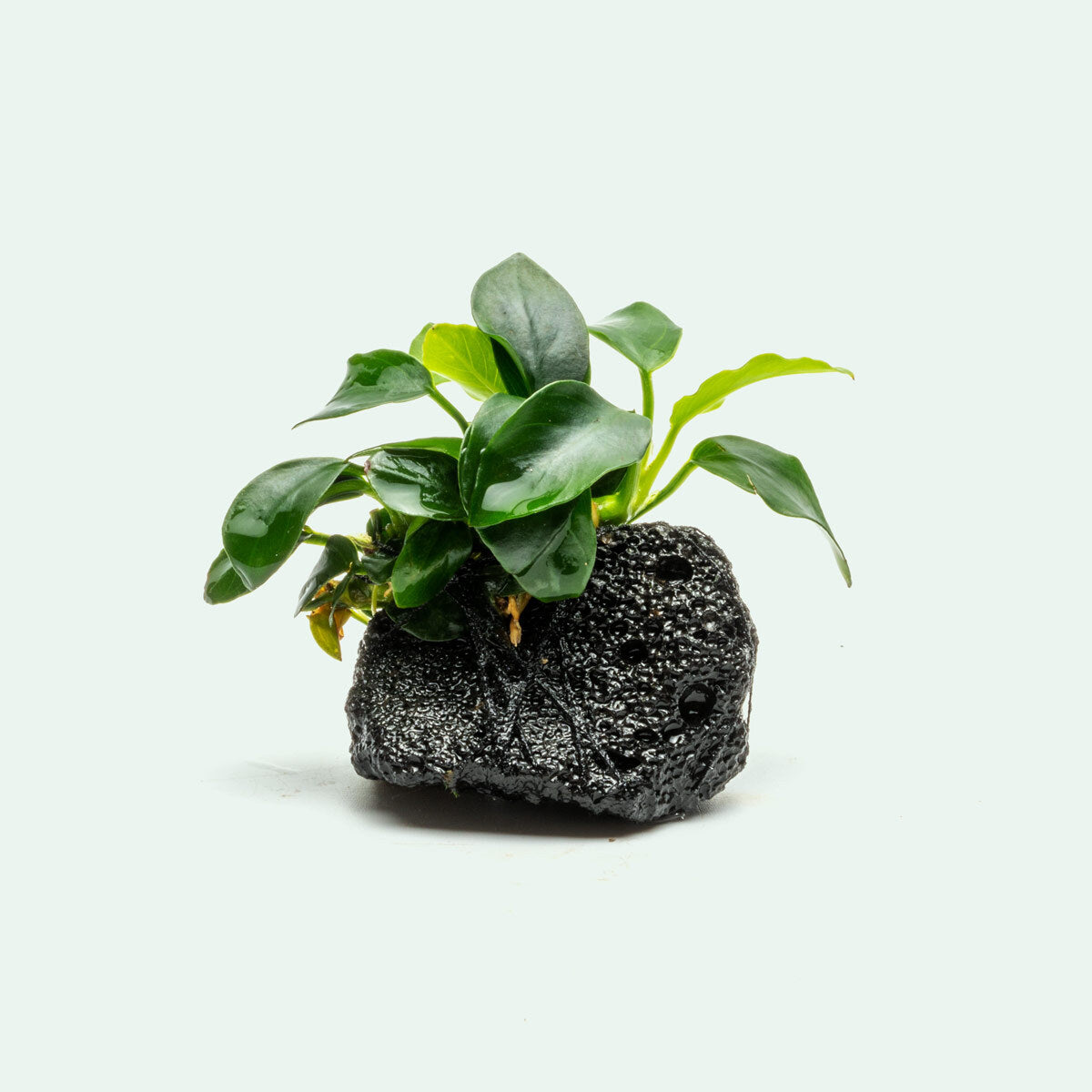 Anubias Nana Petite on lava rock ( 5-10 Leaves)