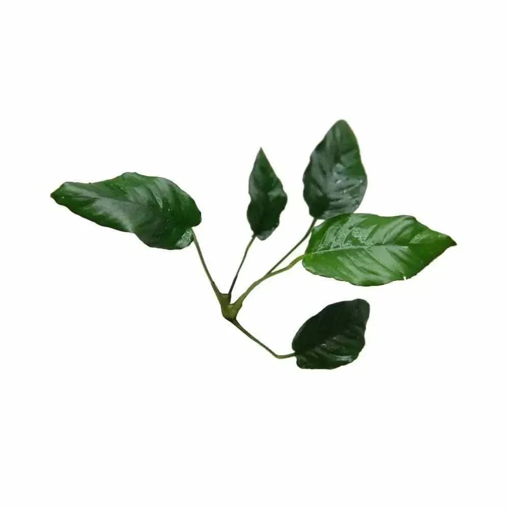 Green aquatic plant with glossy leaves.