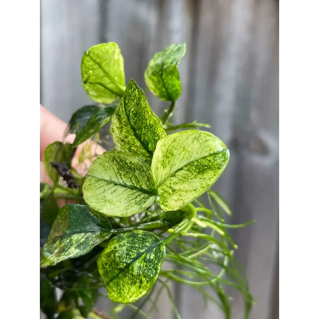 Anubias Pinto ( 3 Leaves )