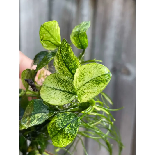Anubias Pinto ( 3 Leaves )