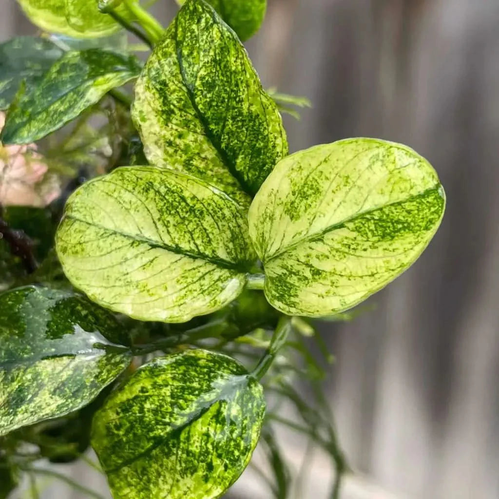 Variegated green and yellow leaves.