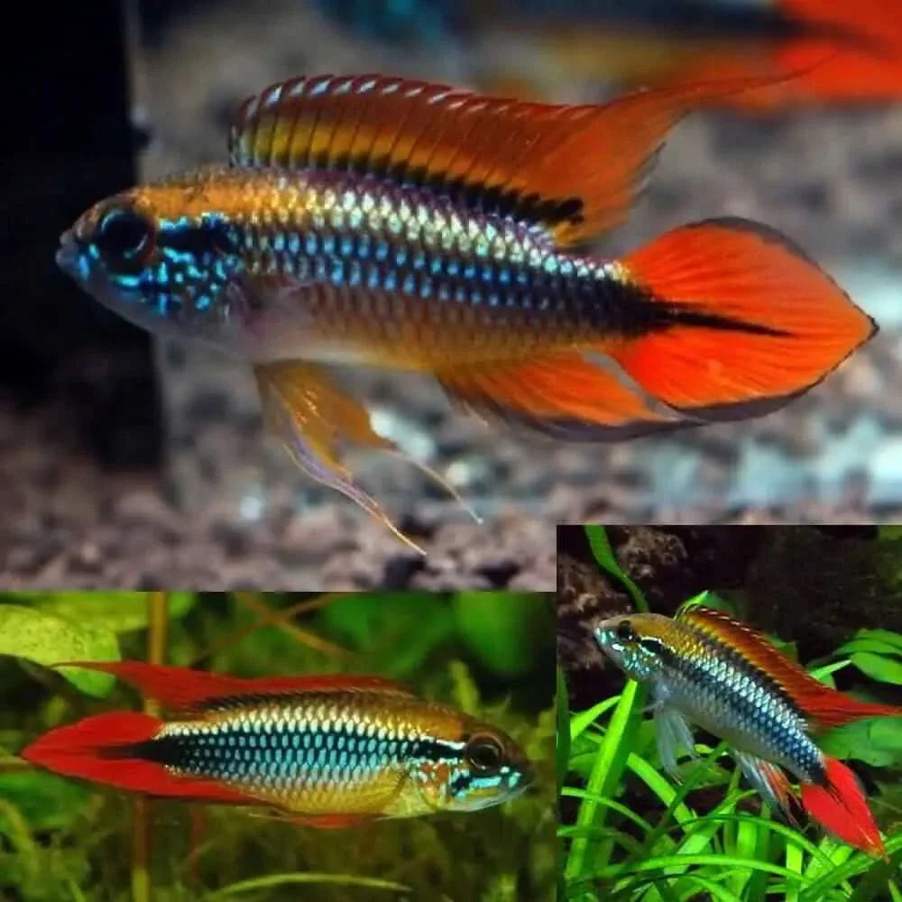 Colorful Apistogramma fish.