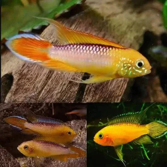 Colorful Apistogramma fish.