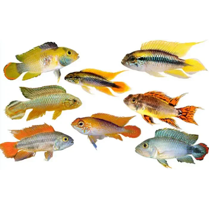 Colorful freshwater cichlid fish.