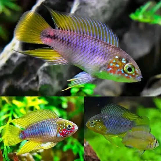 Colorful ram cichlid fish.
