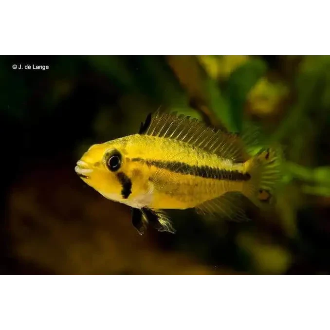 Yellow fish with black markings.