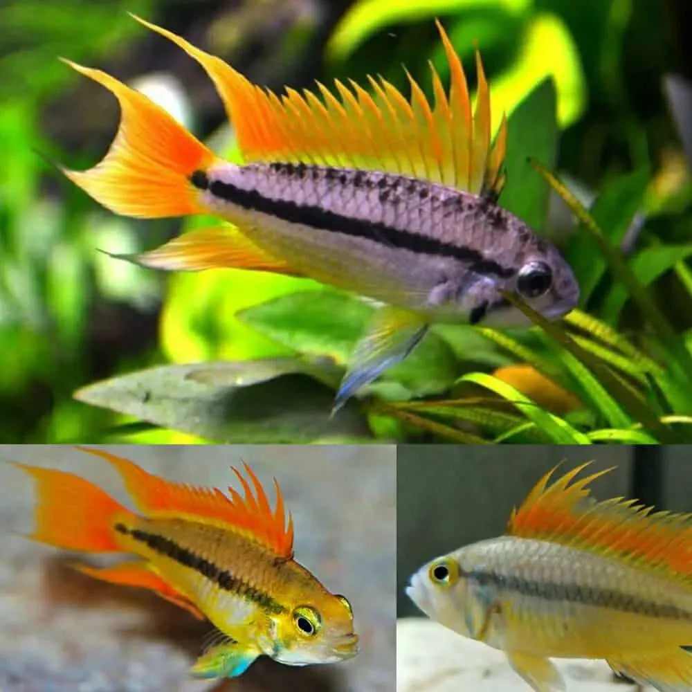 Colorful Apistogramma fish.