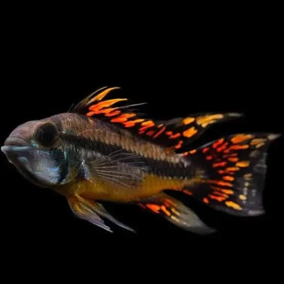 Colorful Apistogramma fish.
