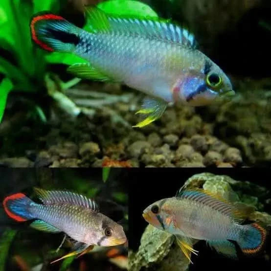 Colorful Apistogramma fish.