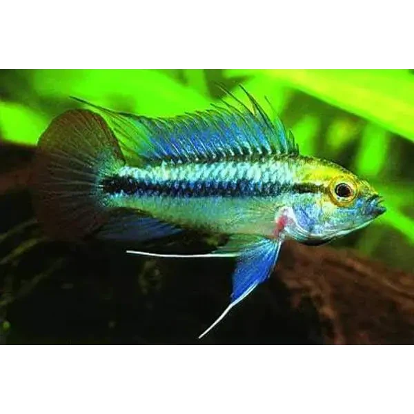 Vibrant blue and yellow Apistogramma fish.