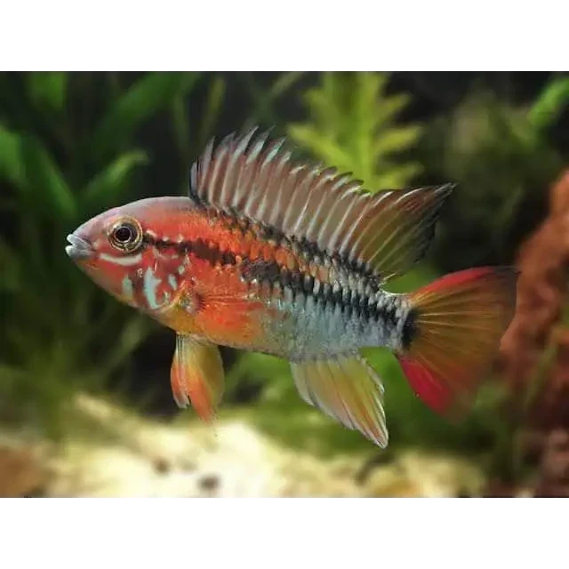 Colorful Apistogramma fish.
