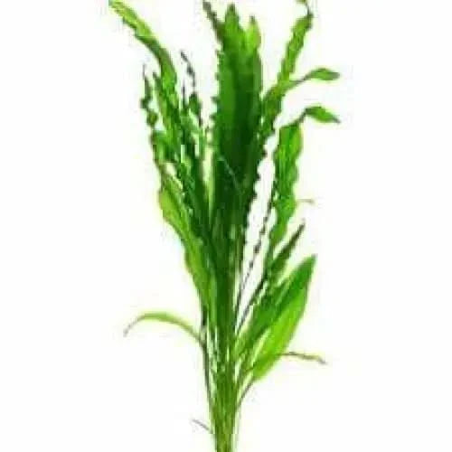 Green aquatic plant.