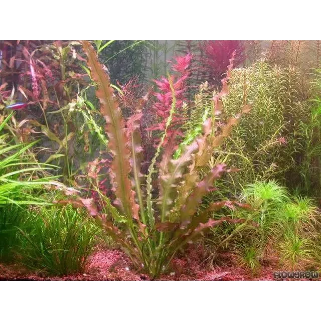 Aquatic red-toned plants.