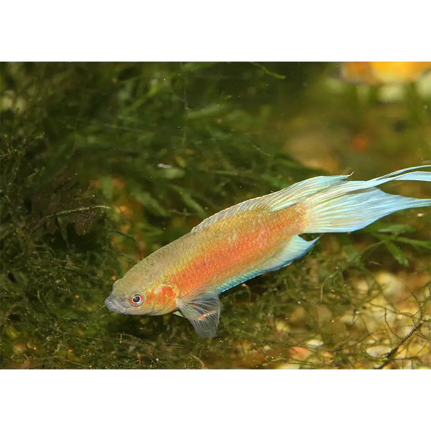A vibrant betta fish with a shimmering orange and blue body, delicate translucent fins, and striking red eyes swims gracefully through green aquatic plants.