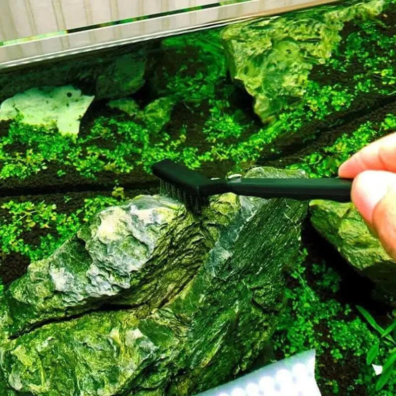 Algae-covered aquarium rock being scrubbed.