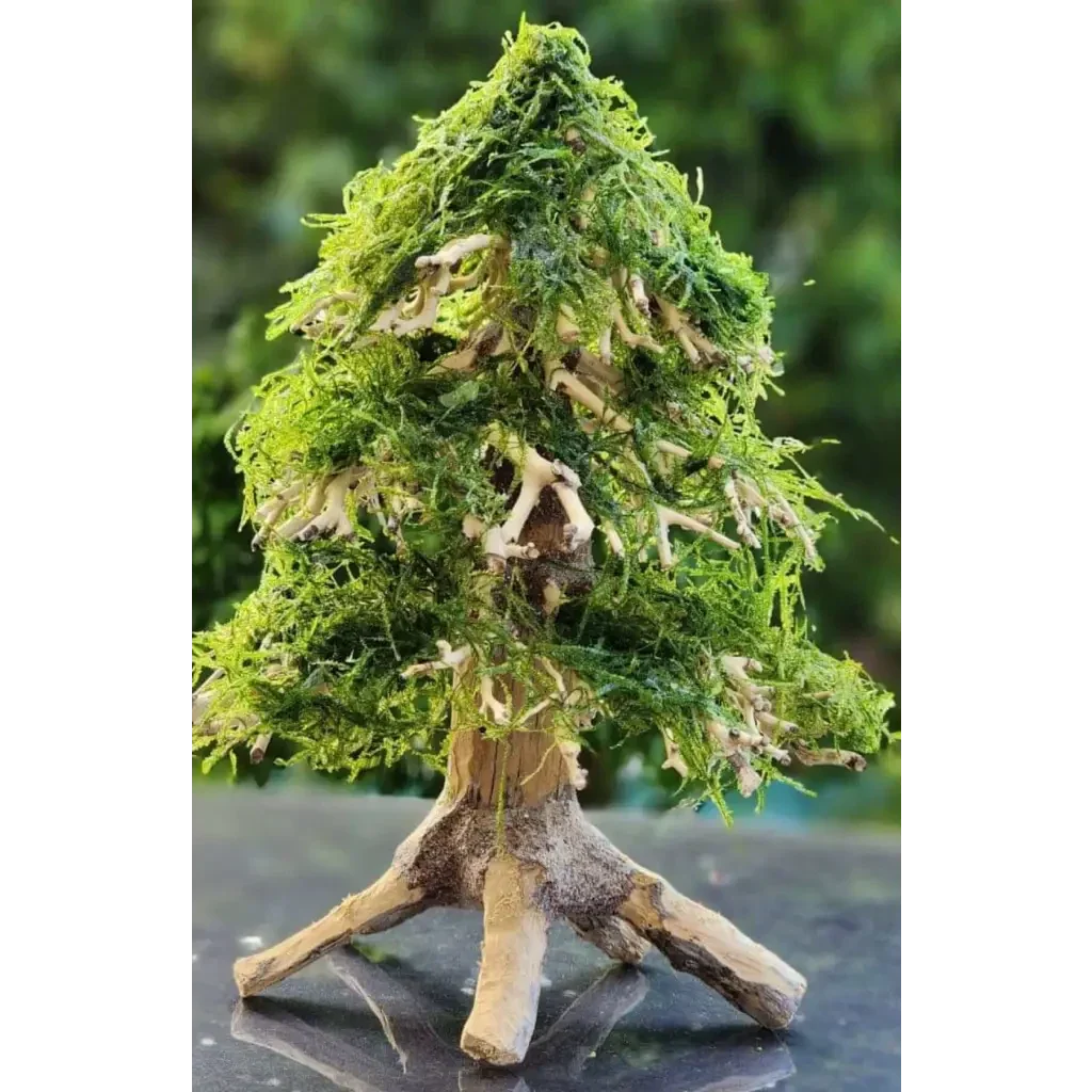 bonsai tree driftwood Buy Aquascaping Handmade Aquatic Bonsai Driftwood Christmas