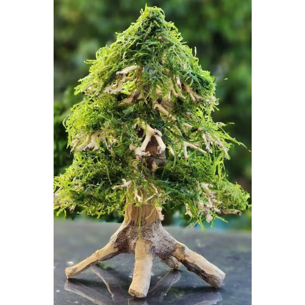 Aquascaping Handmade Aquatic Bonsai Driftwood Christmas Tree