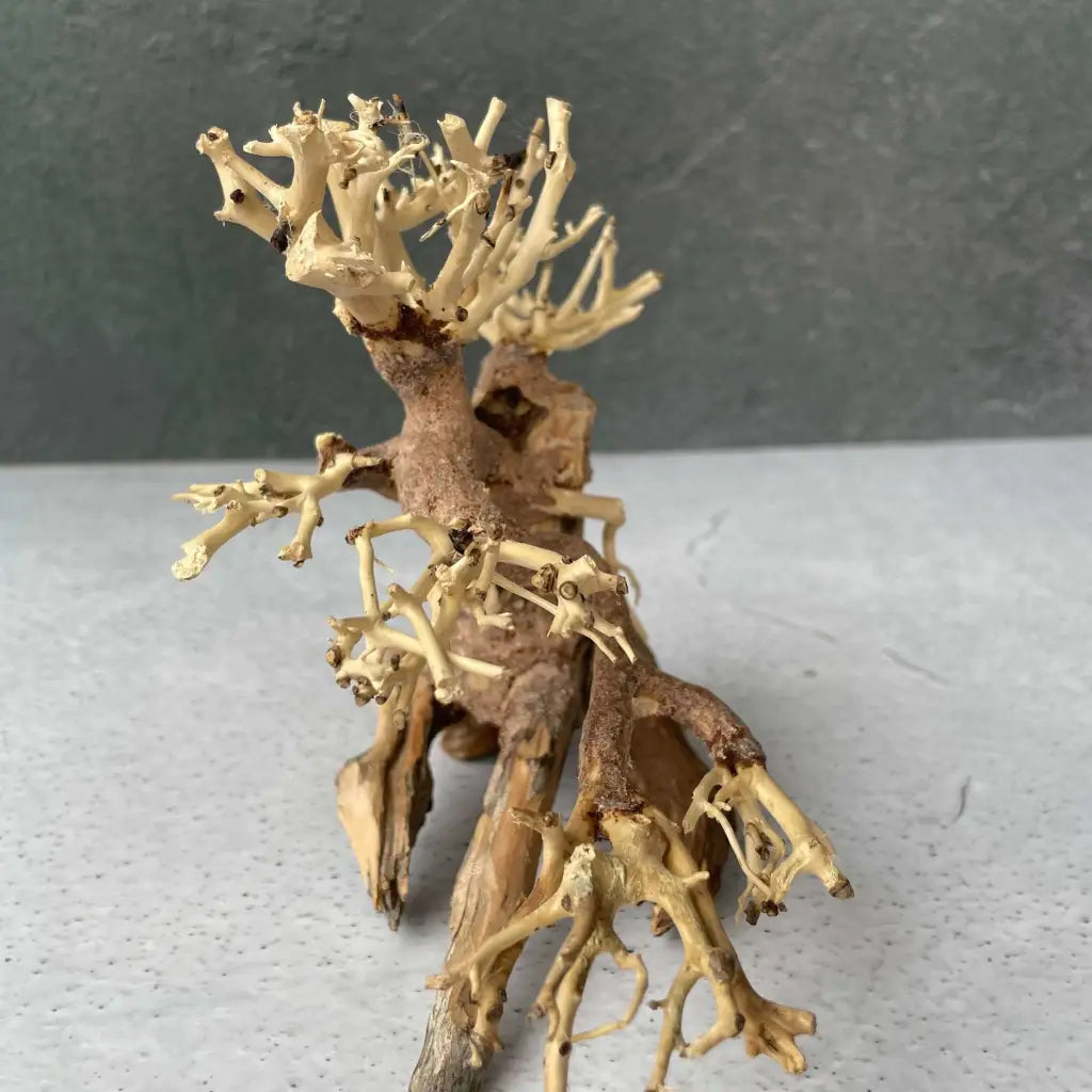 Aquascaping Handmade Aquatic Bonsai Driftwood Tree 20cm(L)x15cm(H) ABQ07