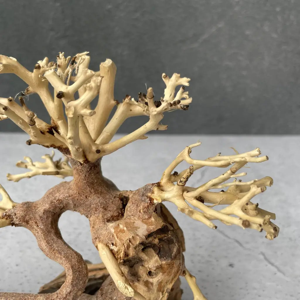 Aquascaping Handmade Aquatic Bonsai Driftwood Tree 20cm(L)x15cm(H) ABQ07