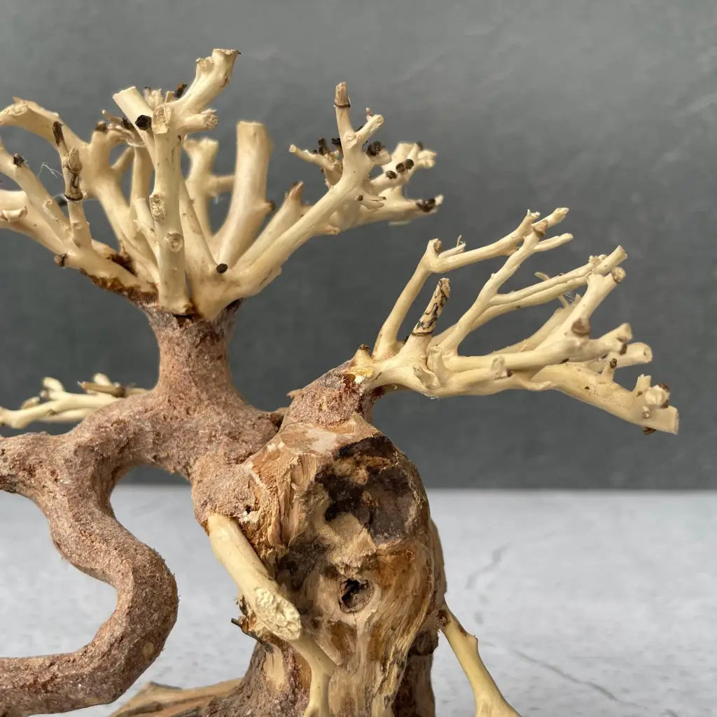 Aquascaping Handmade Aquatic Bonsai Driftwood Tree 20cm(L)x15cm(H) ABQ07