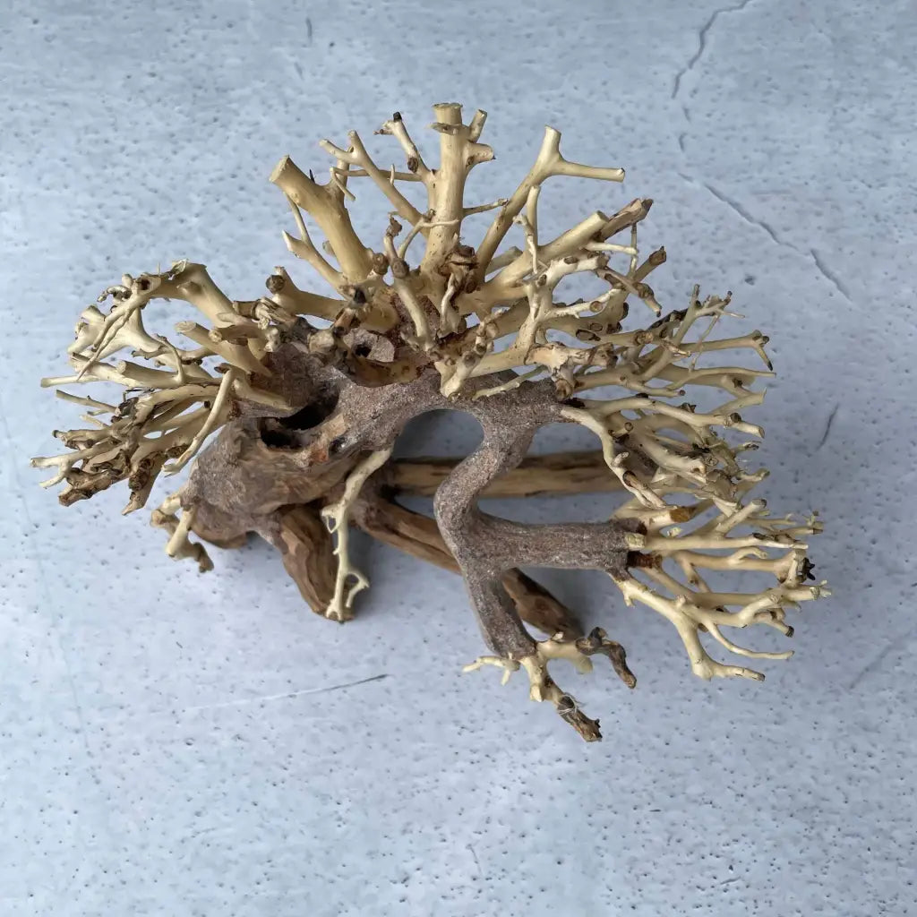 Aquascaping Handmade Aquatic Bonsai Driftwood Tree 20cm(L)x15cm(H) ABQ23