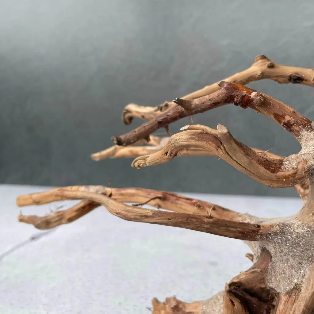 Aquascaping Handmade Aquatic Bonsai Driftwood Tree 20cm(L)x15cm(H) ABQ24